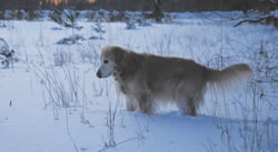 Echo