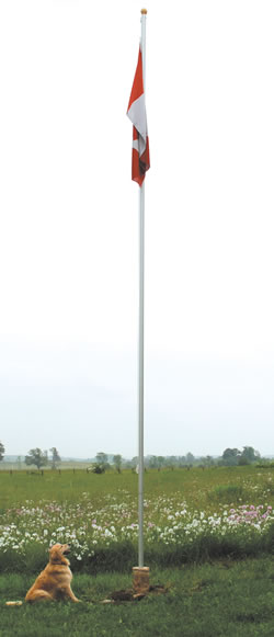 Echo The Daytripper Dog!