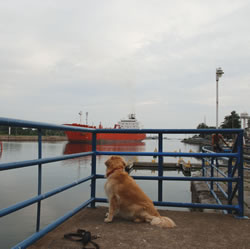 Echo The Daytripper Dog!