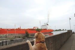 Echo The Daytripper Dog!