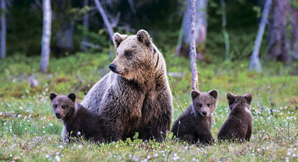 bears defensive predatory