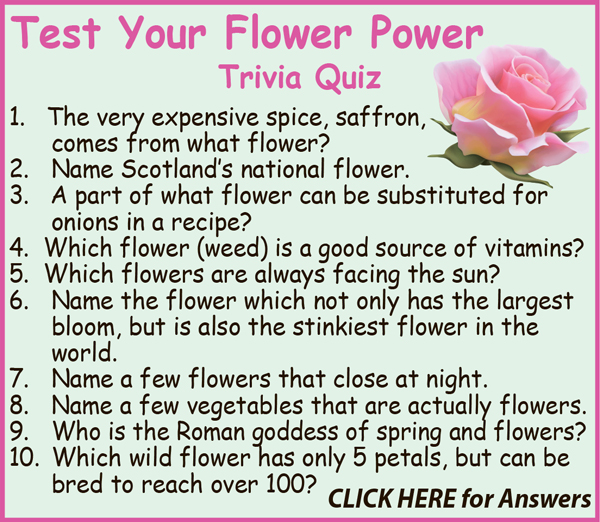 Trivia Questions